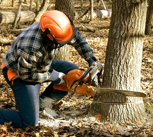 Tree Removal in Derby, CT